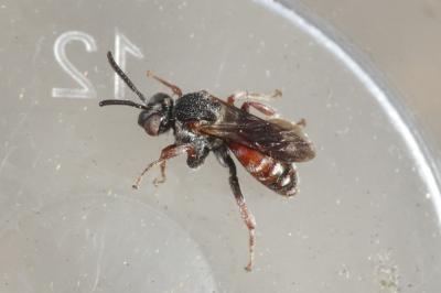  Pasites maculatus Jurine, 1807