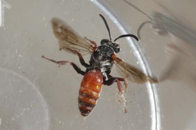  Pasites maculatus Jurine, 1807