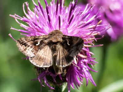Gamma (Le) Autographa gamma (Linnaeus, 1758)