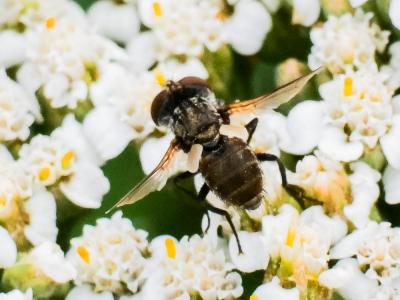 Tétras Phasianidae 
