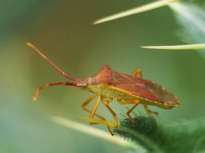 Gonocère du buis Gonocerus acuteangulatus (Goeze, 1778)