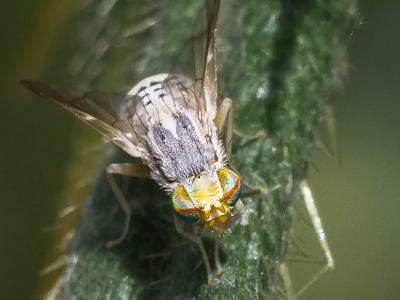  Terellia longicauda (Meigen, 1838)