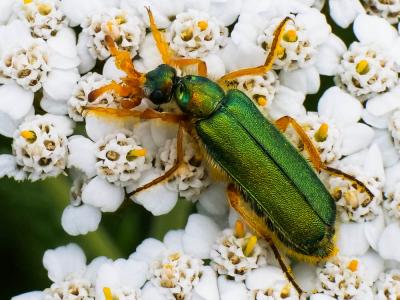  Cerocoma schaefferi (Linnaeus, 1758)