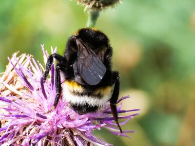  Bombus Latreille, 1802