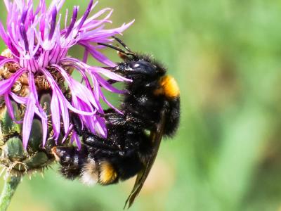  Bombus Latreille, 1802