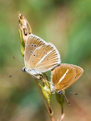 Sablé du Sainfoin (Le), Argus du Sainfoin (L'), Ar Polyommatus damon (Denis & Schiffermüller, 1775)