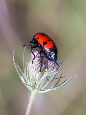  Mylabris quadripunctata quadripunctata (Linnaeus, 1767)