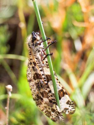  Palpares libelluloides (Linnaeus, 1764)