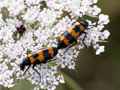 Mylabre variable Mylabris variabilis (Pallas, 1781)