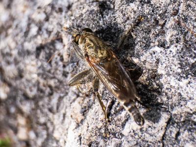  Asilidae Latreille, 1802