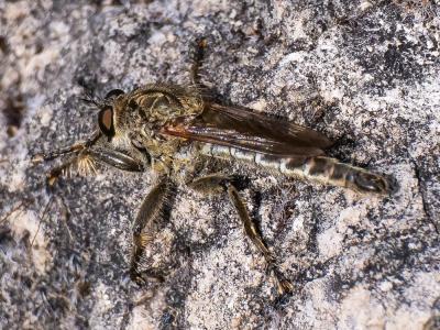  Asilidae Latreille, 1802