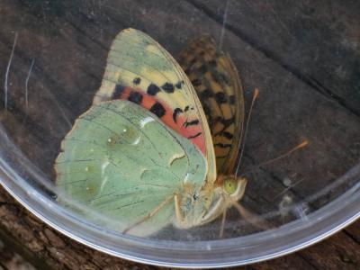 Cardinal (Le), Pandora (Le), Nacré turquoise (Le) Argynnis pandora (Denis & Schiffermüller, 1775)