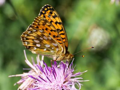 Grand Nacré (Le), Aglaé (L'), Moyen-Nacré (Le) Speyeria aglaja (Linnaeus, 1758)