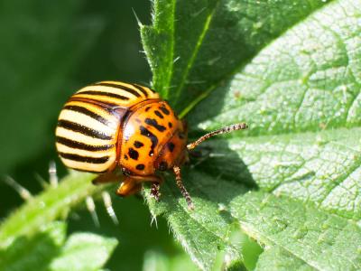 Doryphore (Le) Leptinotarsa decemlineata (Say, 1824)