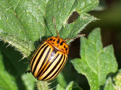 Doryphore (Le) Leptinotarsa decemlineata (Say, 1824)