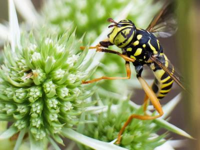  Spilomyia saltuum (Fabricius, 1794)