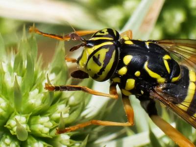  Spilomyia saltuum (Fabricius, 1794)