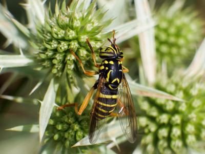  Spilomyia saltuum (Fabricius, 1794)