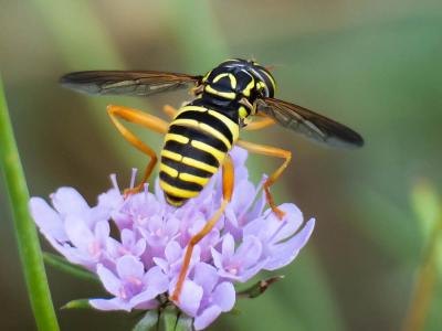  Spilomyia saltuum (Fabricius, 1794)