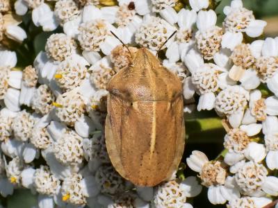  Eurygaster austriaca (Schrank, 1776)