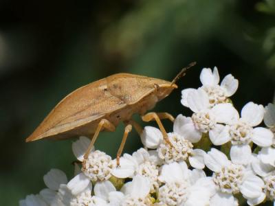  Eurygaster austriaca (Schrank, 1776)
