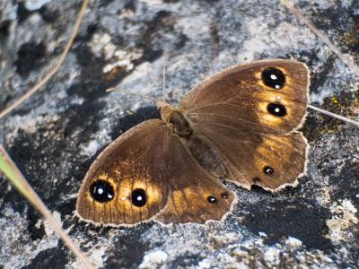 Grande Coronide (La), Pupillé (Le), Semi-Actéon (L Satyrus ferula (Fabricius, 1793)