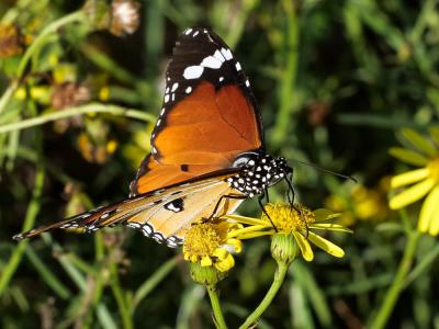 Petit Monarque (Le) Danaus chrysippus (Linnaeus, 1758)