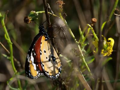 Petit Monarque (Le) Danaus chrysippus (Linnaeus, 1758)