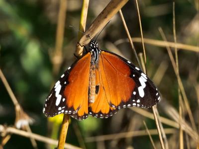 Petit Monarque (Le) Danaus chrysippus (Linnaeus, 1758)