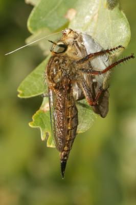  Machimus chrysitis (Meigen, 1820)