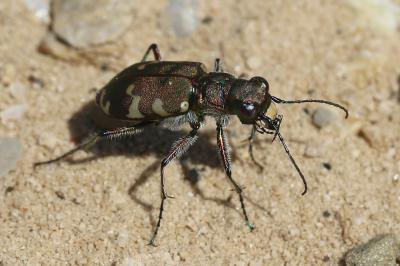 Cicindèle hybride Cicindela hybrida Linnaeus, 1758
