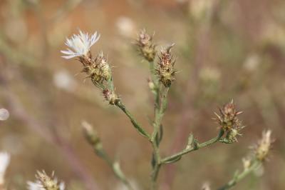 Centaurée diffuse Centaurea diffusa Lam., 1785