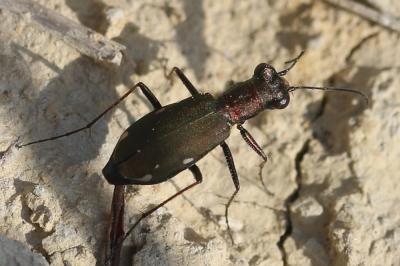  Cylindera germanica (Linnaeus, 1758)