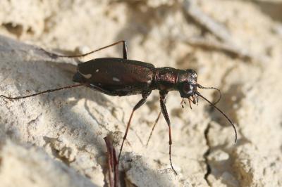  Cylindera germanica (Linnaeus, 1758)