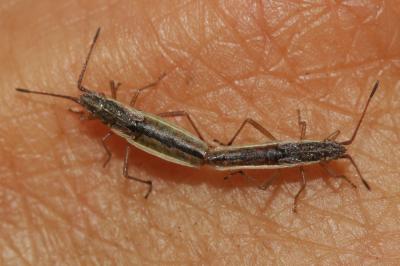  Myrmus miriformis (Fallén, 1807)