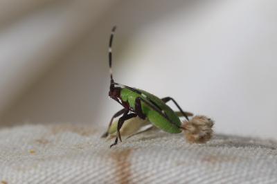  Adelphocoris vandalicus (Rossi, 1790)