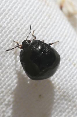 Punaise cuirasse Coptosoma scutellatum (Geoffroy, 1785)