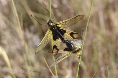 Ascalaphe ambré Libelloides longicornis (Linnaeus, 1764)