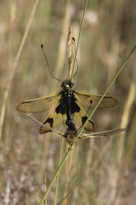 Ascalaphe ambré Libelloides longicornis (Linnaeus, 1764)