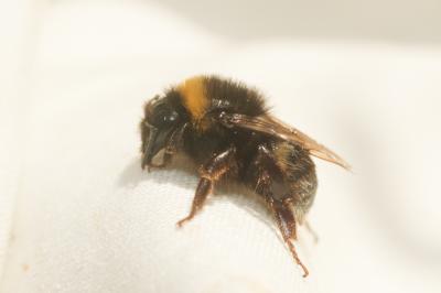 Bourdon terrestre (Le) Bombus terrestris (Linnaeus, 1758)