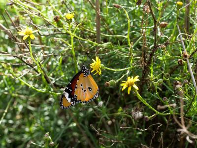 Petit Monarque (Le) Danaus chrysippus (Linnaeus, 1758)
