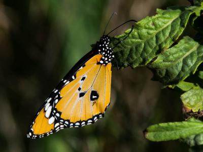 Petit Monarque (Le) Danaus chrysippus (Linnaeus, 1758)