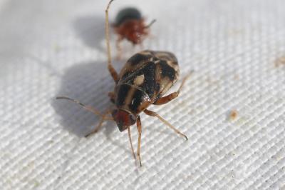  Cyphodema instabilis (Lucas, 1849)