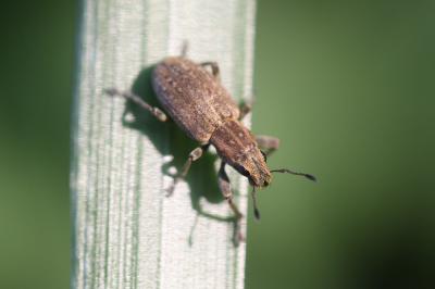  Sitona obsoletus (Gmelin, 1790)