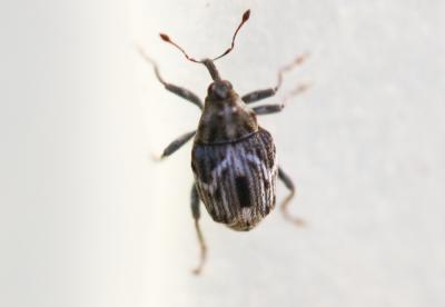  Microplontus molitor (Gyllenhal, 1837)