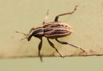  Hypera arator (Linnaeus, 1758)