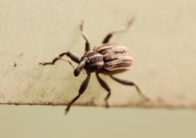  Hypera arator (Linnaeus, 1758)