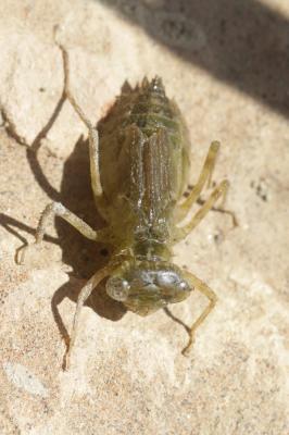  Sympetrum Newman, 1833