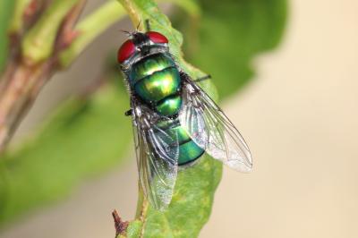  Chrysomya albiceps (Wiedemann, 1819)