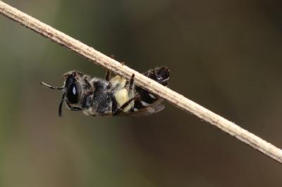  Colletes Latreille, 1802
